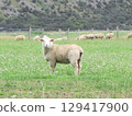 New Zealand Sheep 129417900