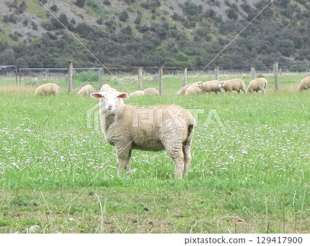New Zealand Sheep 129417900
