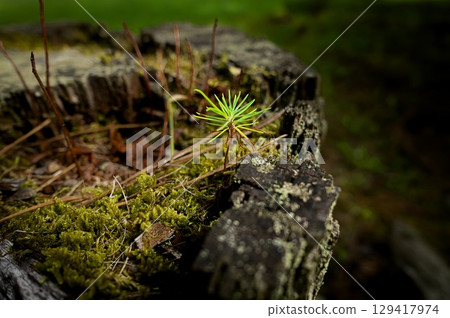 Sprouts from stumps 129417974
