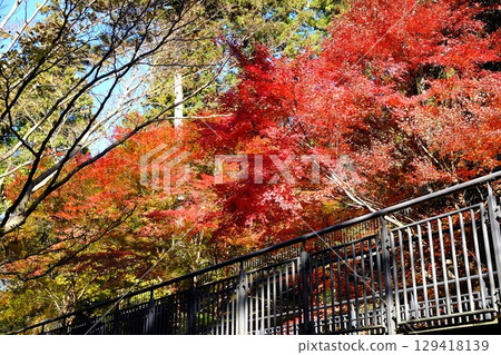 染上紅葉的散步道【相模原市津久井 12月】 129418139