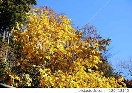無患子樹的黃葉在藍天的襯托下格外醒目。 【相模原市津久井，12月】 129418140