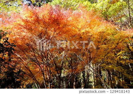 初冬楓葉變黃【相模原市津久井 12月】 129418143