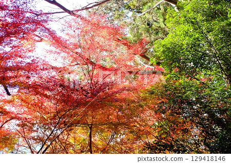 楓葉 [相模原市津久井 12月] 129418146