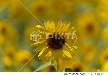 Close-up of sunflowers in the summer light Close-up of sunflowers in the summer light 129418396