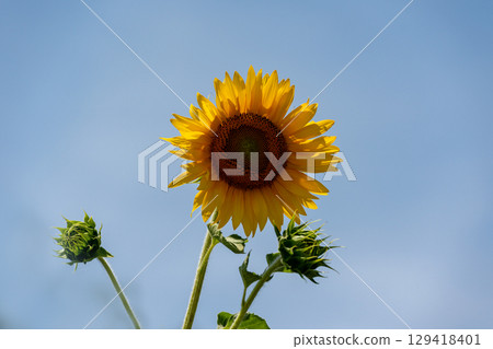 夏日陽光下的向日葵特寫 夏日陽光下的向日葵特寫 129418401
