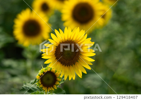 夏日陽光下的向日葵特寫 夏日陽光下的向日葵特寫 129418407