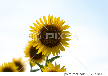 夏日陽光下的向日葵特寫 夏日陽光下的向日葵特寫 129418408