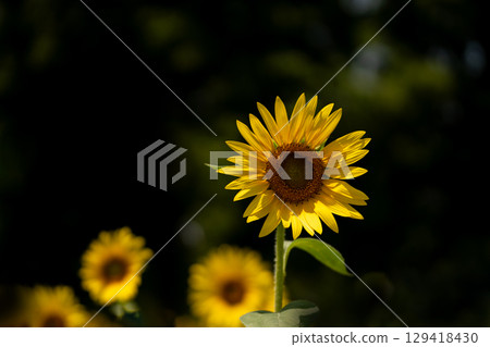 Close-up of sunflowers in the summer light Close-up of sunflowers in the summer light 129418430