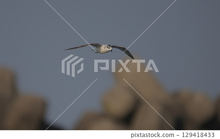 Flight of the Little Gull Flight of the Little Gull 129418433