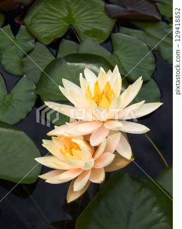 Kusatsu City Aquatic Plant Park Mizunomori - Water Lilies 129418852