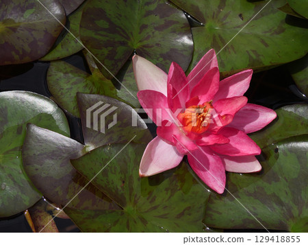 草津市水生植物公園水森 - 睡蓮 129418855