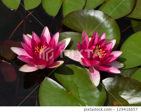 Kusatsu City Aquatic Plant Park Mizunomori - Water Lilies 129418857