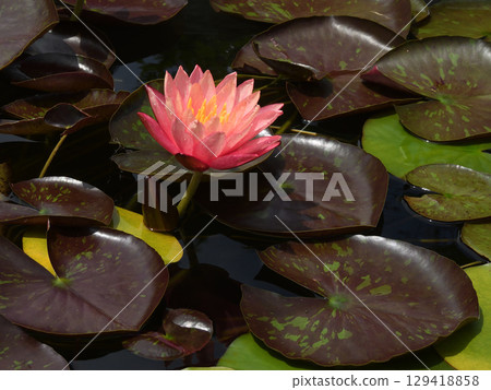 Kusatsu City Aquatic Plant Park Mizunomori - Water Lilies 129418858