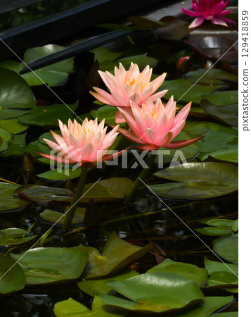 草津市水生植物公園水森 - 睡蓮 129418859