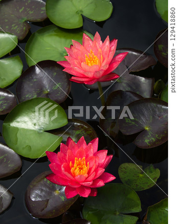 草津市水生植物公園水森 - 睡蓮 129418860