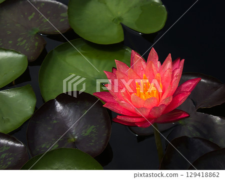 Kusatsu City Aquatic Plant Park Mizunomori - Water Lilies Kusatsu City Aquatic Plant Park Mizunomori - Water Lilies 129418862