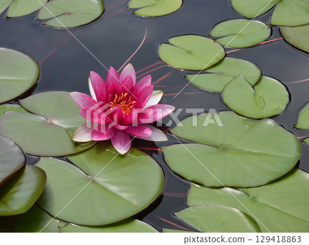 草津市水生植物公園水森 - 睡蓮 草津市水生植物公園水森 - 睡蓮 129418863