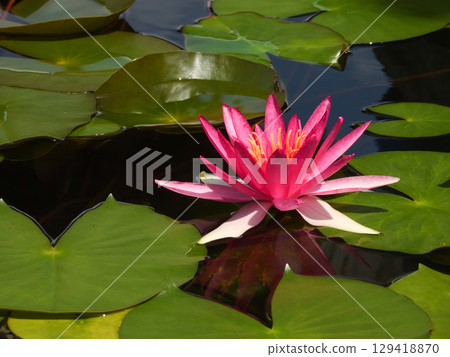 Kusatsu City Aquatic Plant Park Mizunomori - Water Lilies 129418870