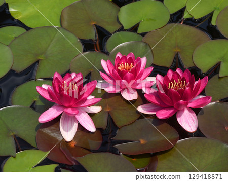Kusatsu City Aquatic Plant Park Mizunomori - Water Lilies 129418871