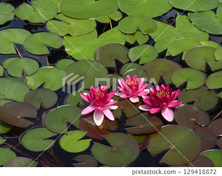 Kusatsu City Aquatic Plant Park Mizunomori - Water Lilies Kusatsu City Aquatic Plant Park Mizunomori - Water Lilies 129418872