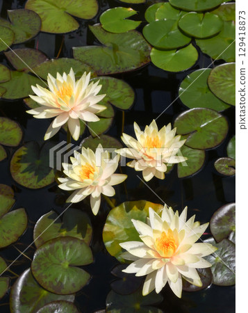 Kusatsu City Aquatic Plant Park Mizunomori - Water Lilies 129418873