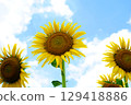 Large summer sunflowers 129418886