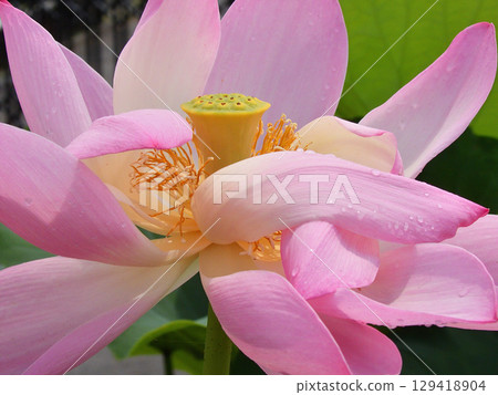 Kusatsu City Aquatic Plant Park Mizunomori - Lotus flowers 129418904