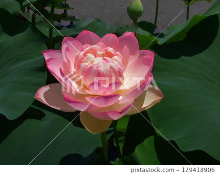 草津市水生植物公園水森 - 蓮花 129418906