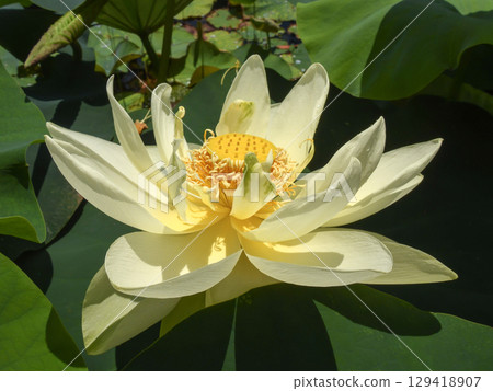 Kusatsu City Aquatic Plant Park Mizunomori - Lotus flowers 129418907