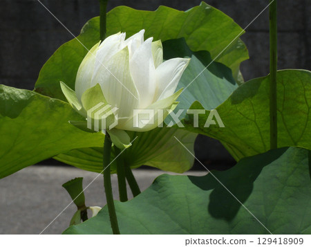 Kusatsu City Aquatic Plant Park Mizunomori - Lotus flowers 129418909