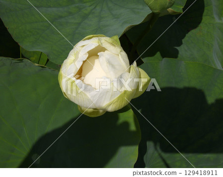 草津市水生植物公園水森 - 蓮花 129418911
