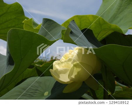 Kusatsu City Aquatic Plant Park Mizunomori - Lotus flowers Kusatsu City Aquatic Plant Park Mizunomori - Lotus flowers 129418912