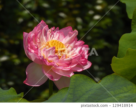 Kusatsu City Aquatic Plant Park Mizunomori - Lotus flowers Kusatsu City Aquatic Plant Park Mizunomori - Lotus flowers 129418914