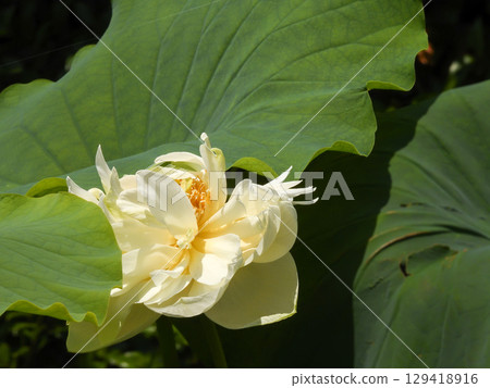 草津市水生植物公園水森 - 蓮花 129418916