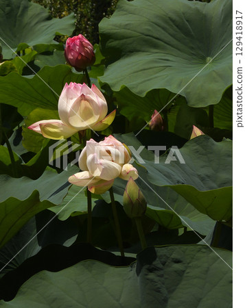 Kusatsu City Aquatic Plant Park Mizunomori - Lotus flowers Kusatsu City Aquatic Plant Park Mizunomori - Lotus flowers 129418917