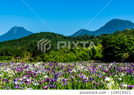 神樂湖菖蒲園(大分縣別府市) 神樂湖菖蒲園(大分縣別府市) 129418921