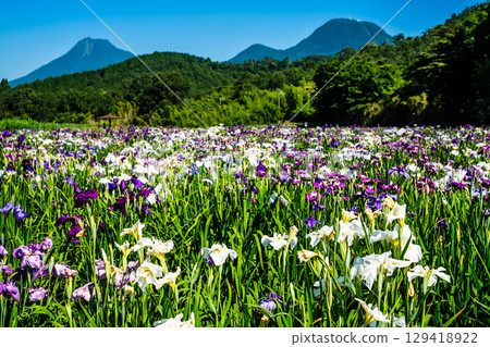 神樂湖菖蒲園（大分縣別府市） 129418922