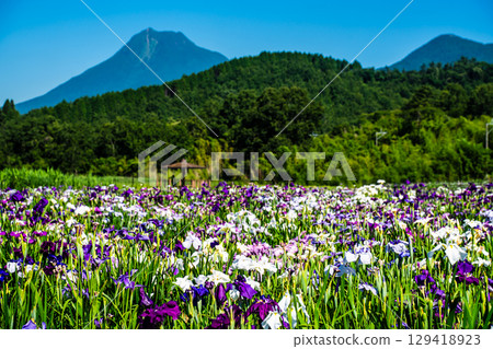神樂湖菖蒲園（大分縣別府市） 129418923