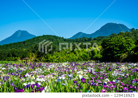 神樂湖菖蒲園（大分縣別府市） 129418925