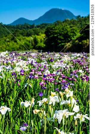 Kagura Lake Iris Garden (Beppu City, Oita Prefecture) 129418926