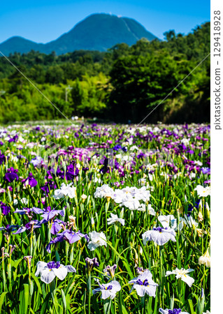 神樂湖菖蒲園(大分縣別府市) 神樂湖菖蒲園(大分縣別府市) 129418928