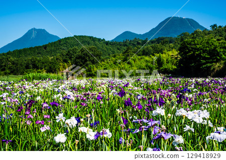 神樂湖菖蒲園（大分縣別府市） 129418929