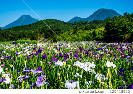 神樂湖菖蒲園(大分縣別府市) 神樂湖菖蒲園(大分縣別府市) 129418930