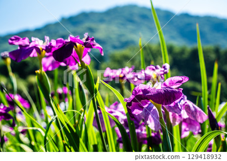 神樂湖菖蒲園（大分縣別府市） 129418932