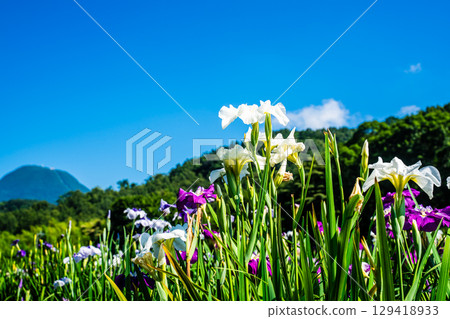 神樂湖菖蒲園（大分縣別府市） 129418933
