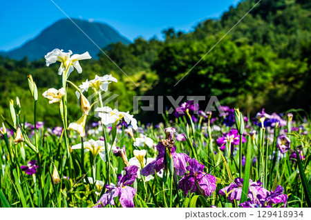神樂湖菖蒲園（大分縣別府市） 129418934