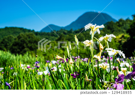 神樂湖菖蒲園（大分縣別府市） 129418935