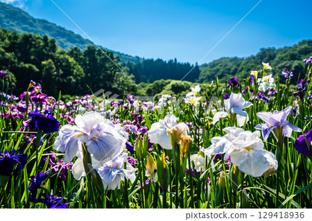 神樂湖菖蒲園（大分縣別府市） 129418936