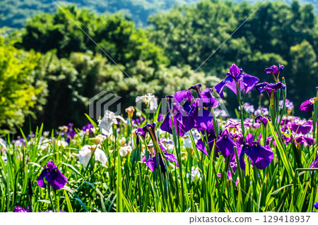 神樂湖菖蒲園（大分縣別府市） 129418937