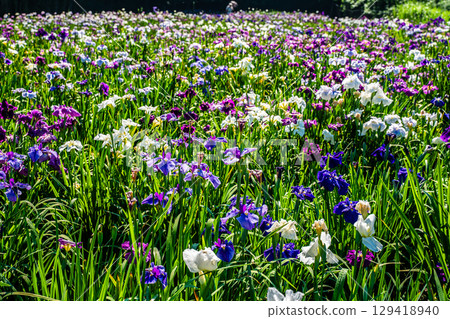 神樂湖菖蒲園（大分縣別府市） 129418940